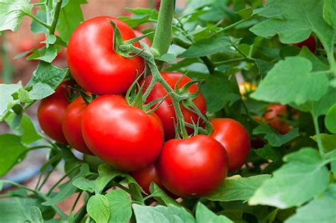 Что делать чтобы быстрее спели помидоры?