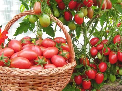 Какие удобрения не любят помидоры?