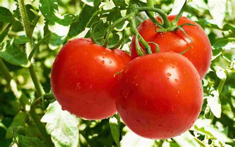 Нужно ли замачивать семена помидоров перед посадкой в грунт?